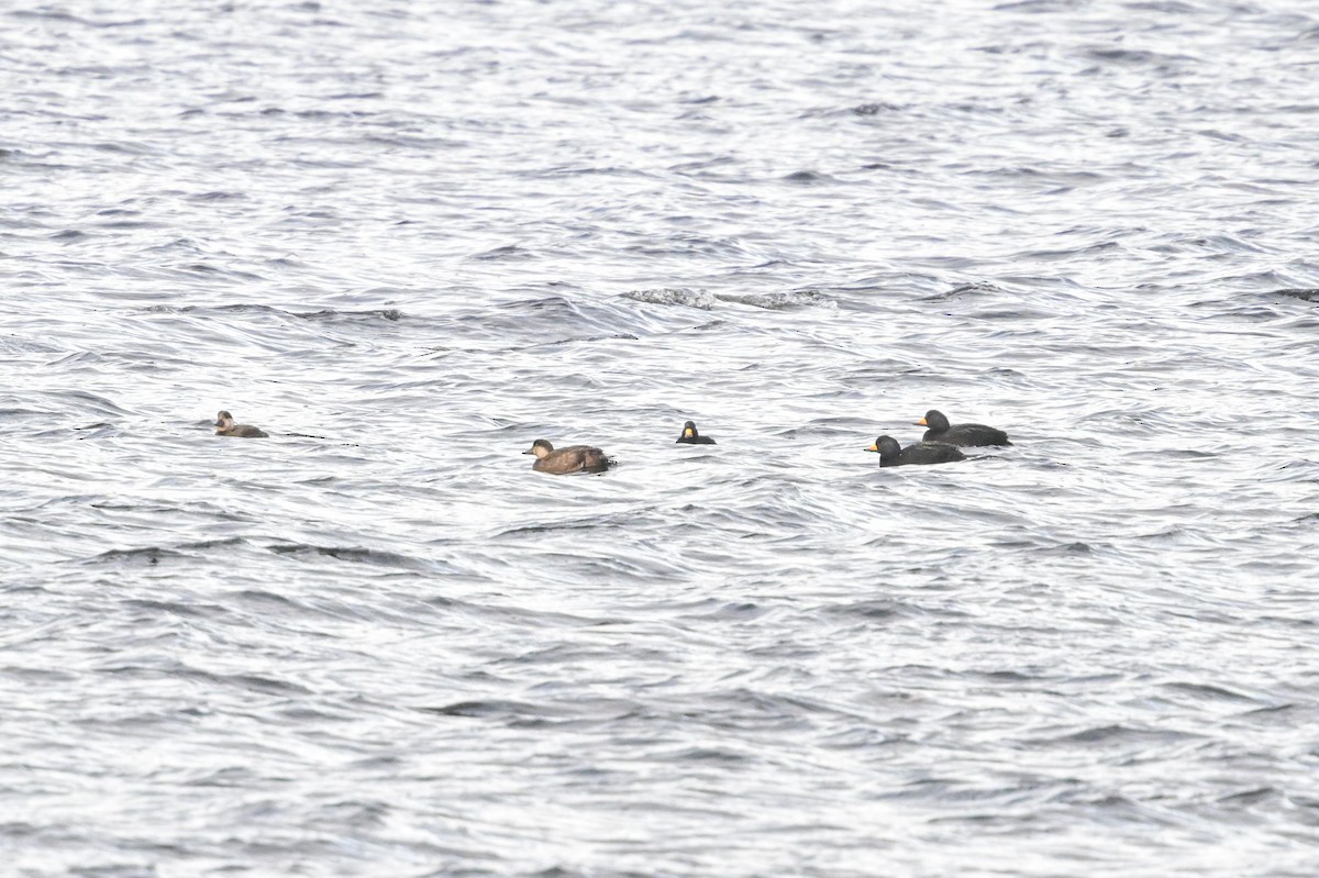 turpan žlutozobý - ML645670756