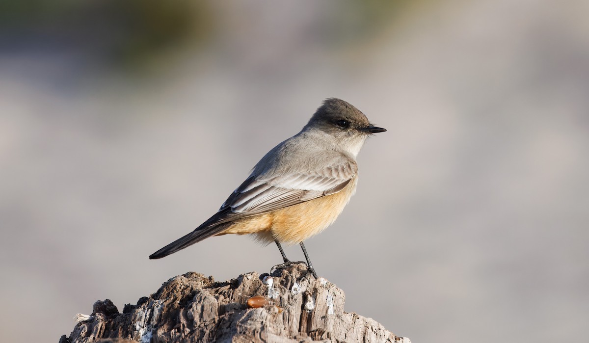 Say's Phoebe - John Callender