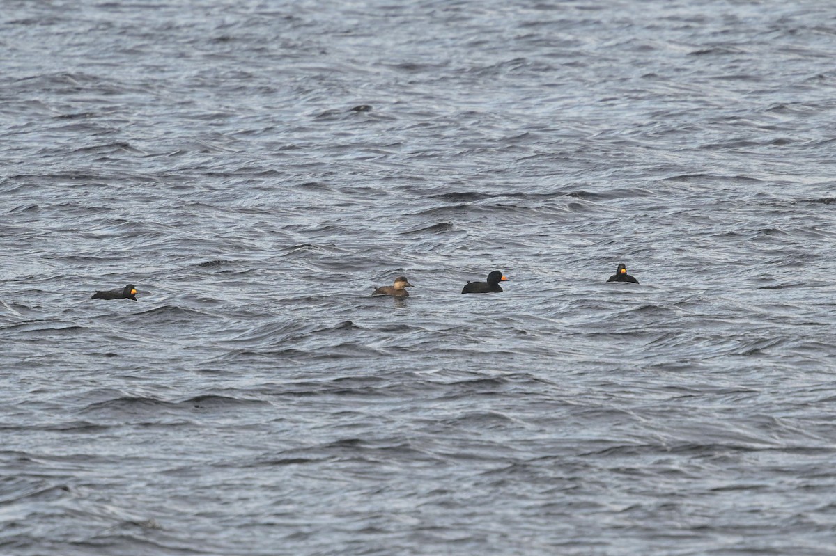 turpan žlutozobý - ML645670763