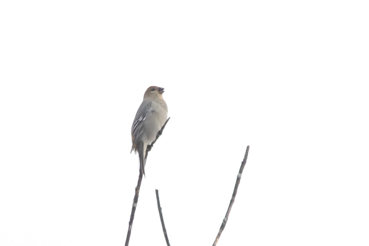 Pinu-gailupa - ML645670765