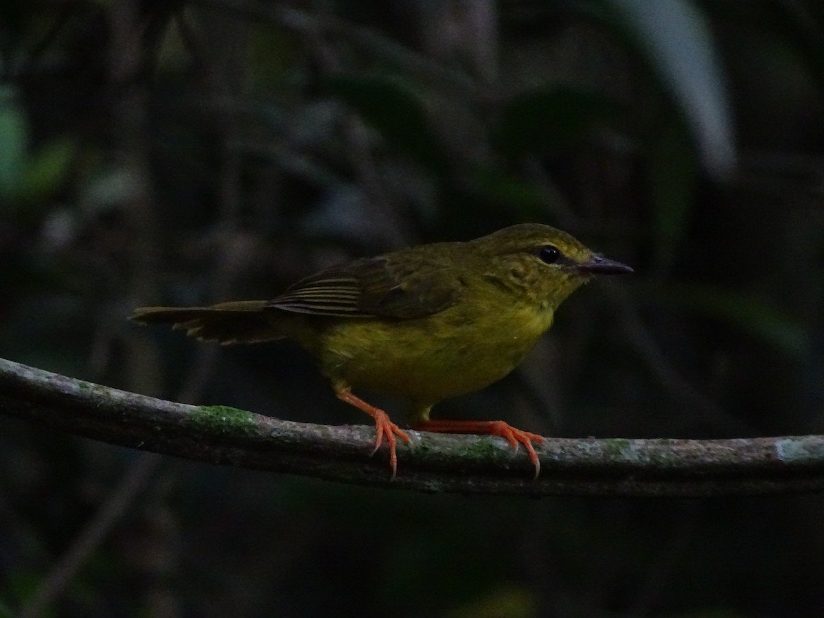 Flavescent Warbler - ML645670775