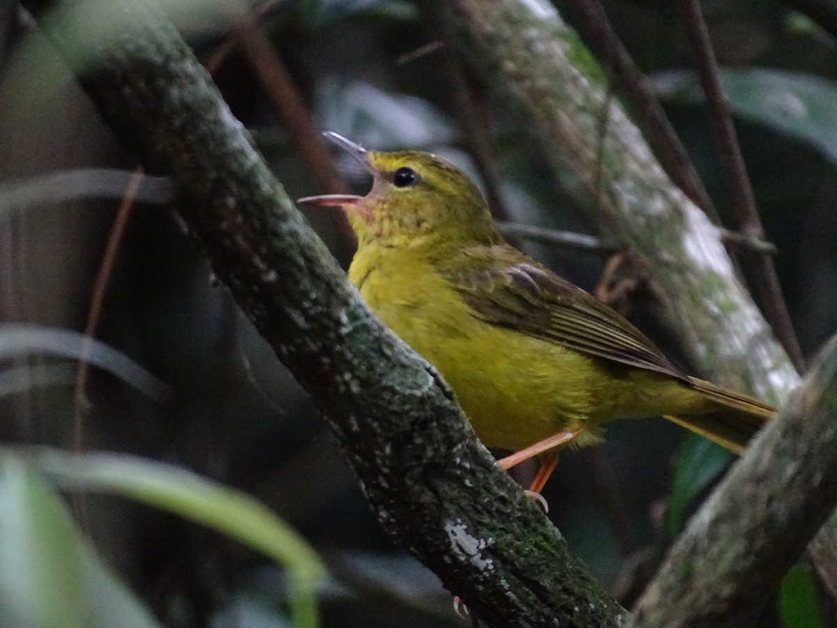 Flavescent Warbler - ML645670776