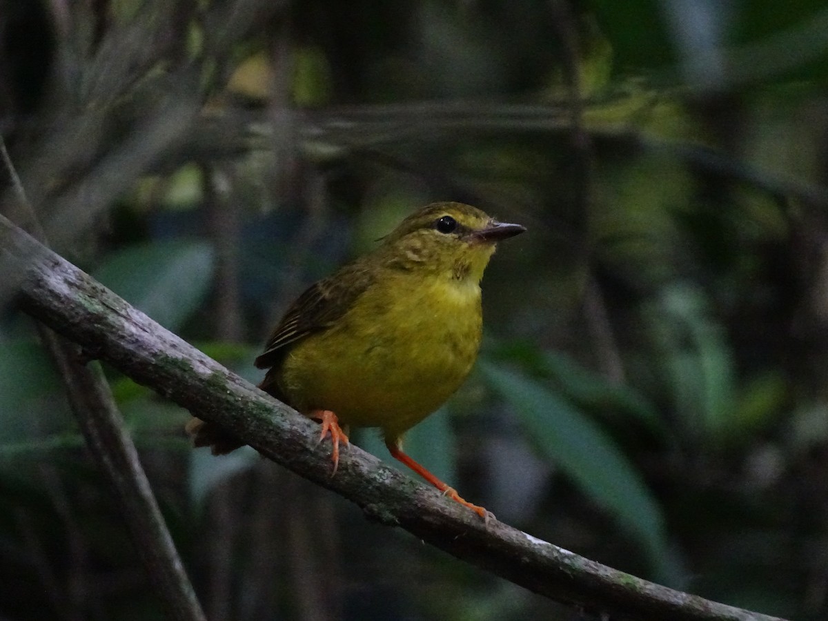 Flavescent Warbler - ML645670777