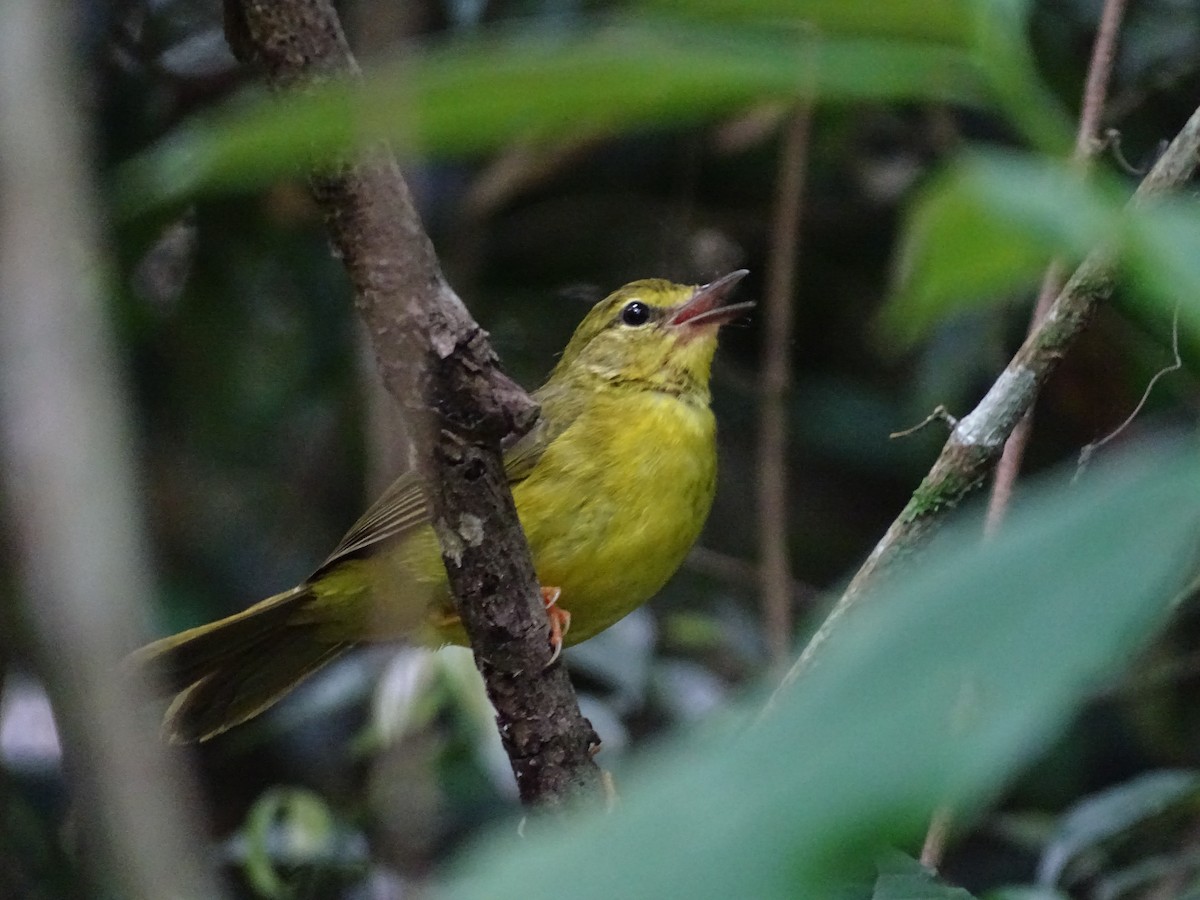 Flavescent Warbler - ML645670778