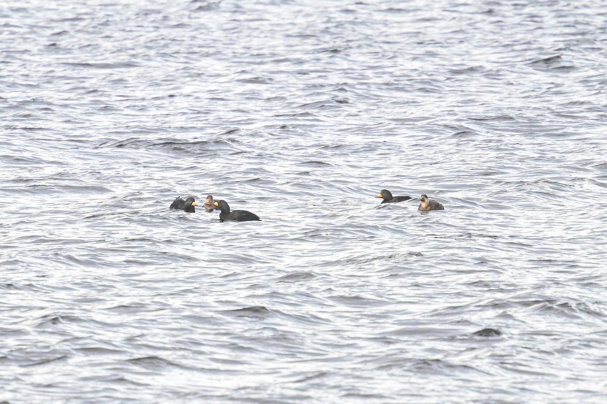 turpan žlutozobý - ML645670780