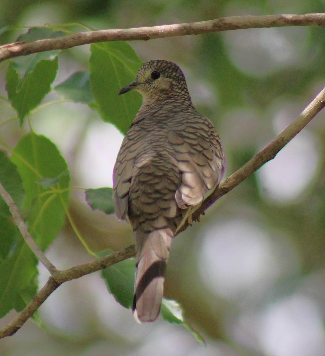 Scaled Dove - ML645670782