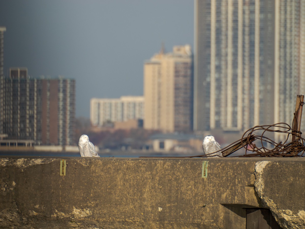 Snowy Owl - ML645670784