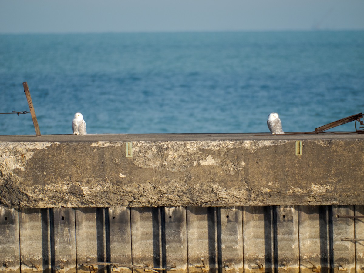 Snowy Owl - ML645670785