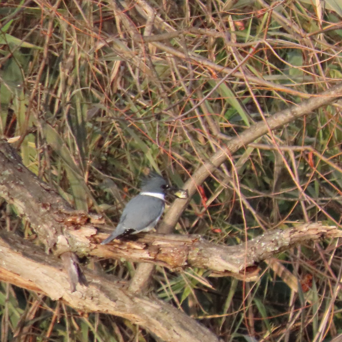 Belted Kingfisher - ML645670786