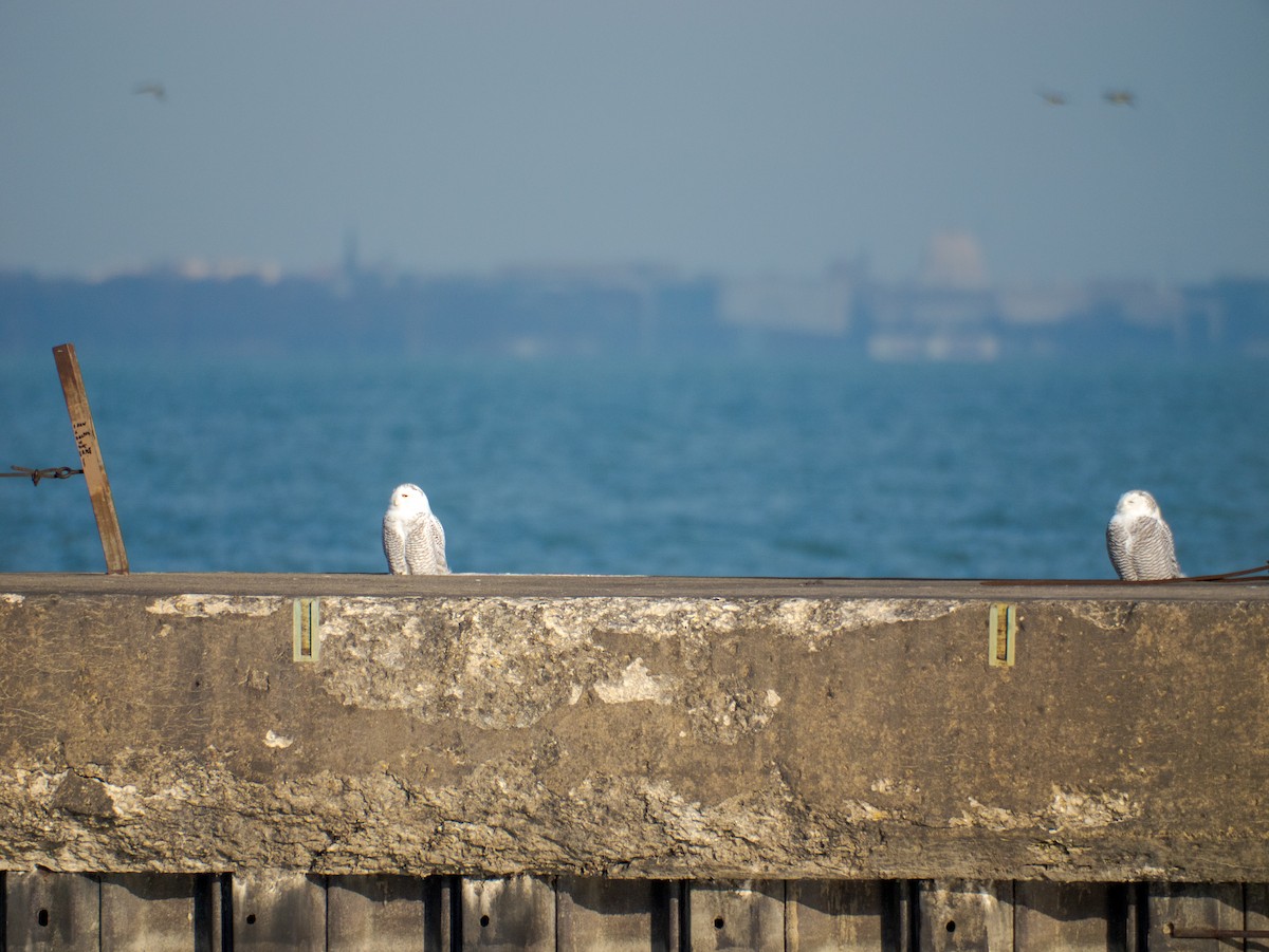 Snowy Owl - ML645670787