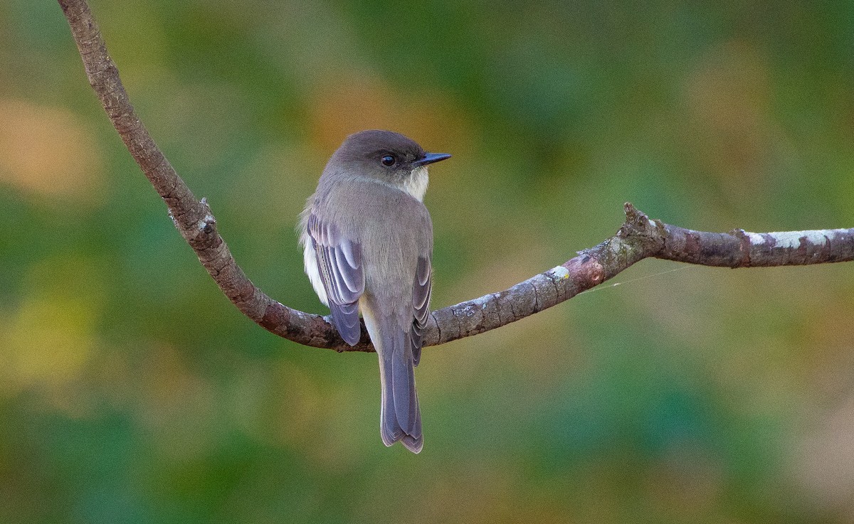 Eastern Phoebe - ML645670788