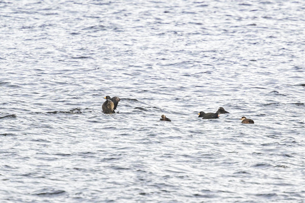 Black Scoter - ML645670789