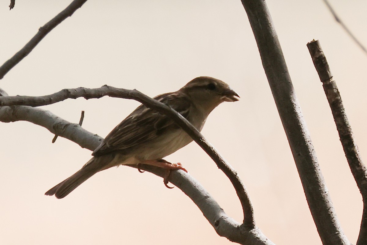 House Sparrow - ML645670790