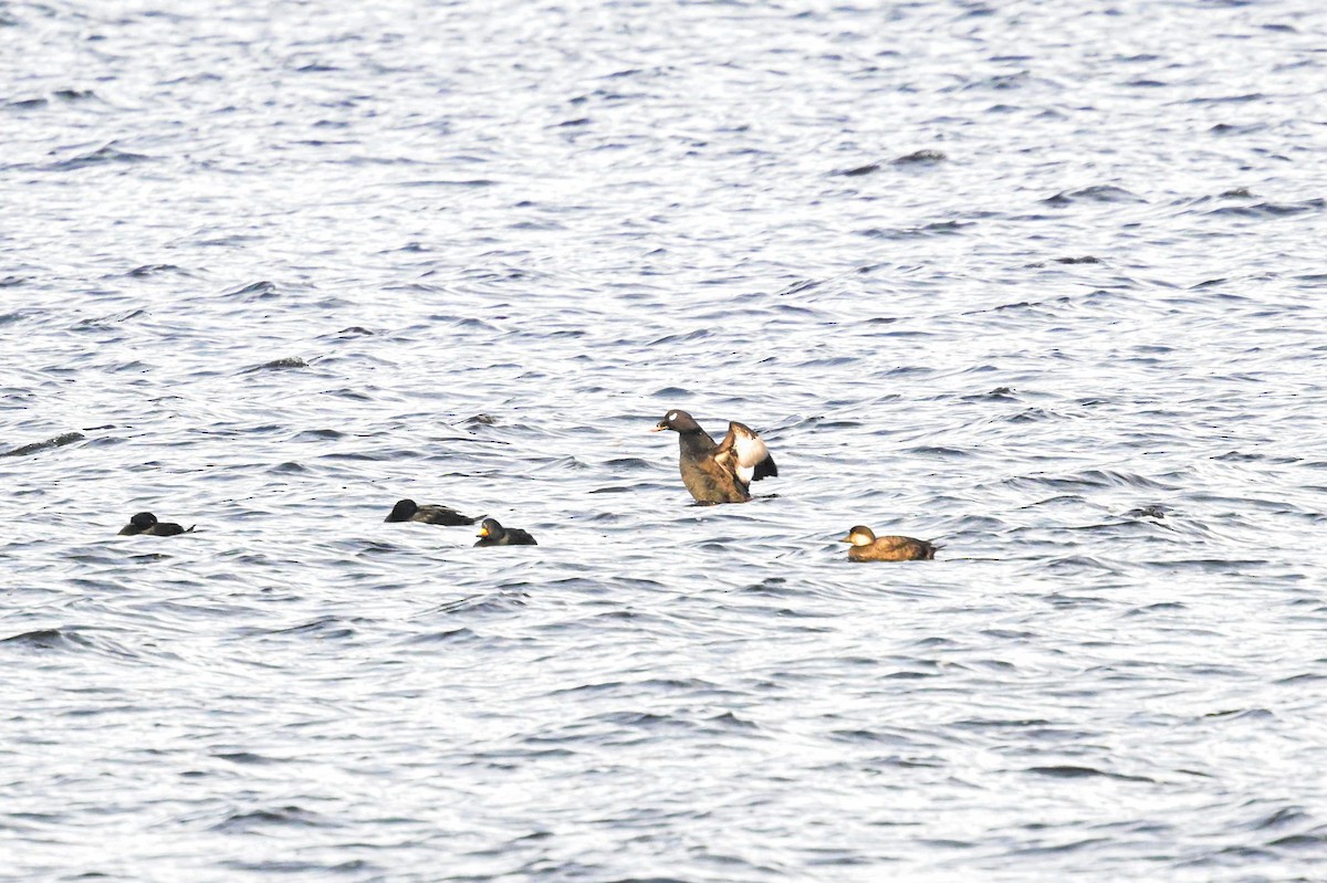 White-winged Scoter - ML645670791