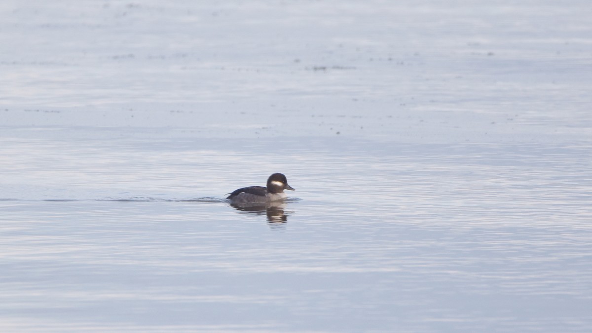 Bufflehead - ML645670792