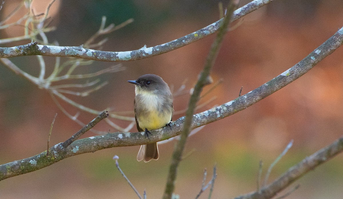 Eastern Phoebe - ML645670793