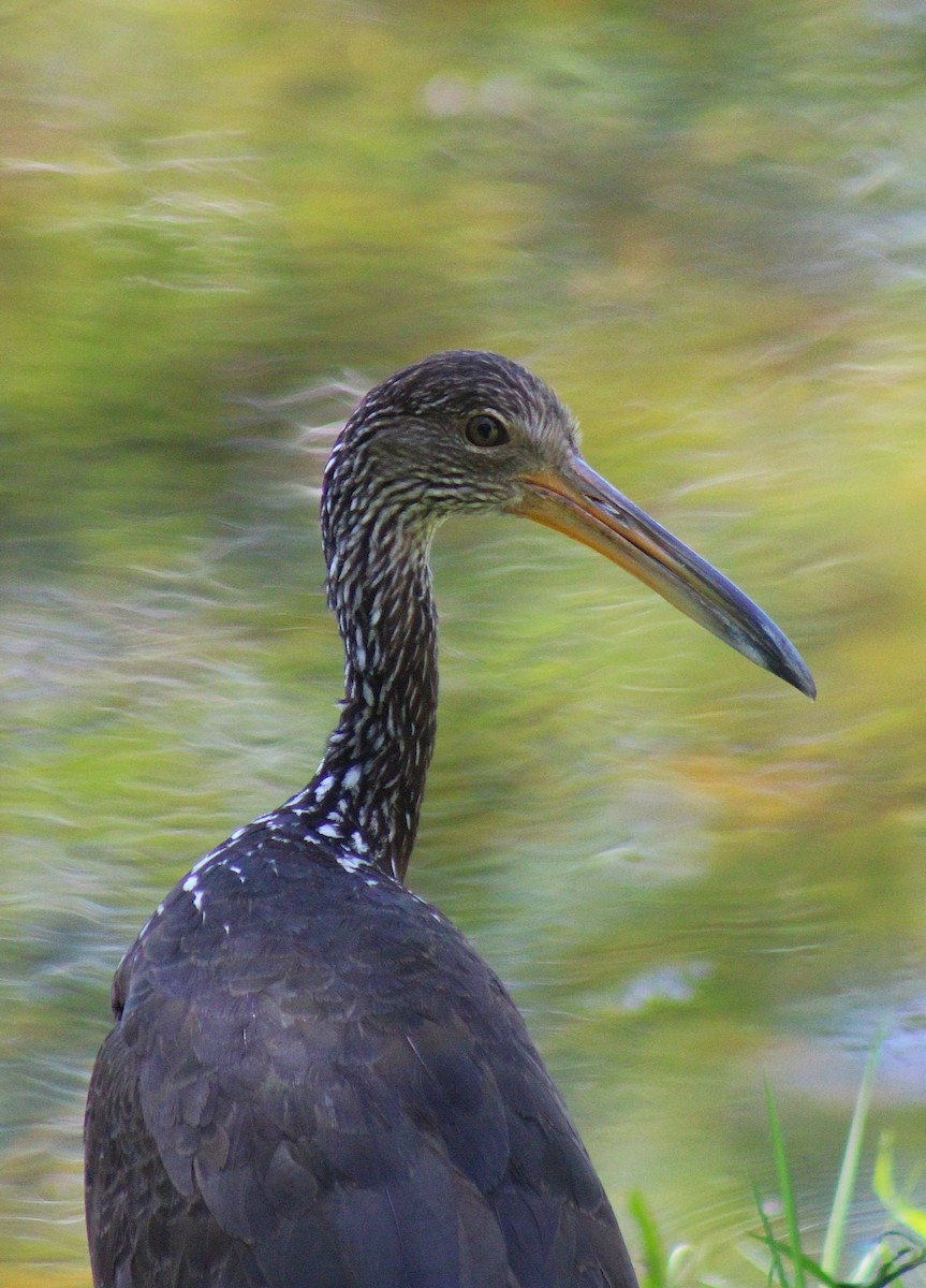 Limpkin - ML645670795
