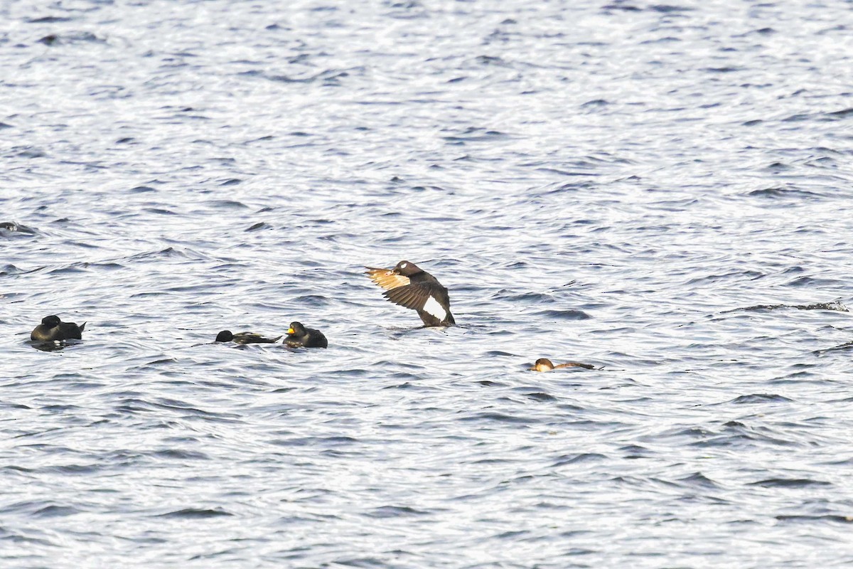 White-winged Scoter - ML645670796