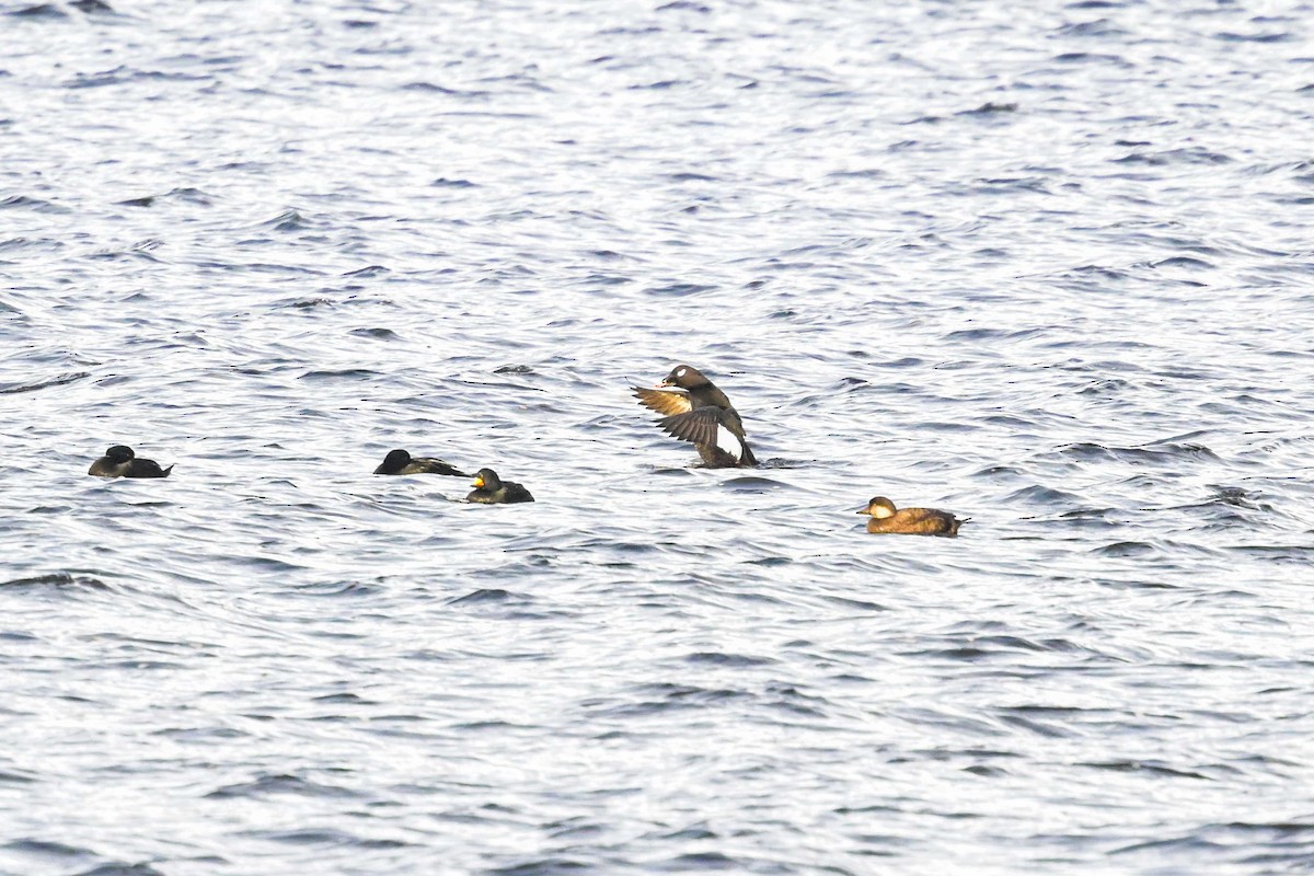 White-winged Scoter - ML645670797