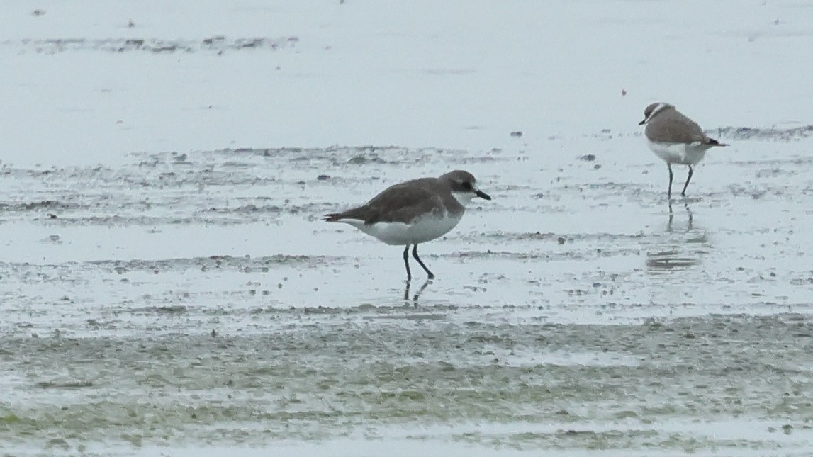 Siberian Sand-Plover - ML645670799