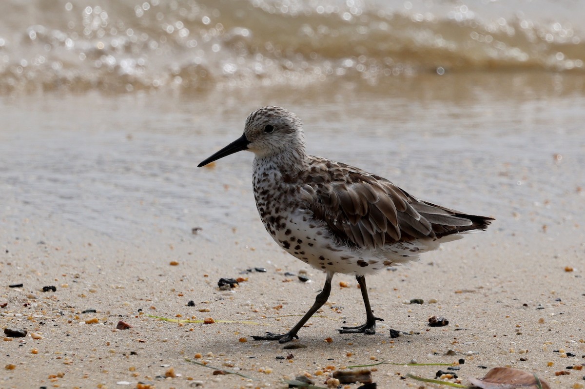 Great Knot - ML645670800