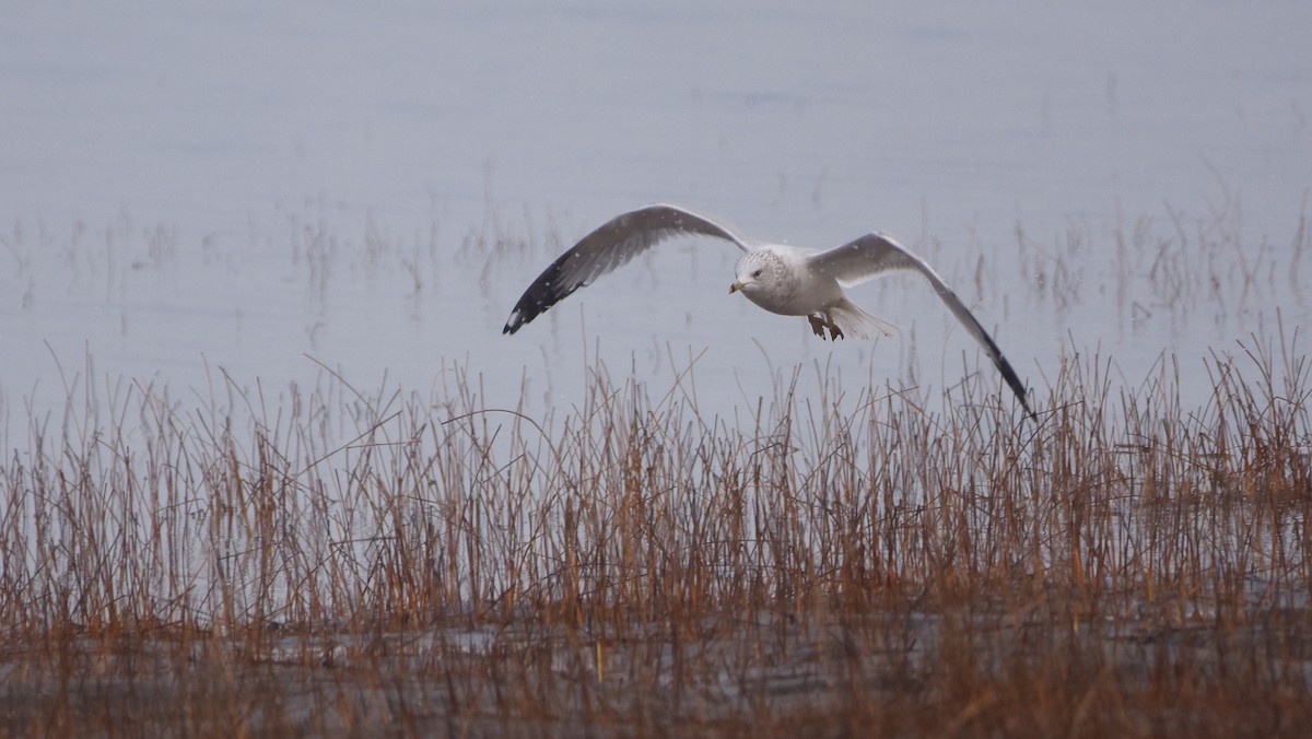 Ring-billed Gull - ML645670801