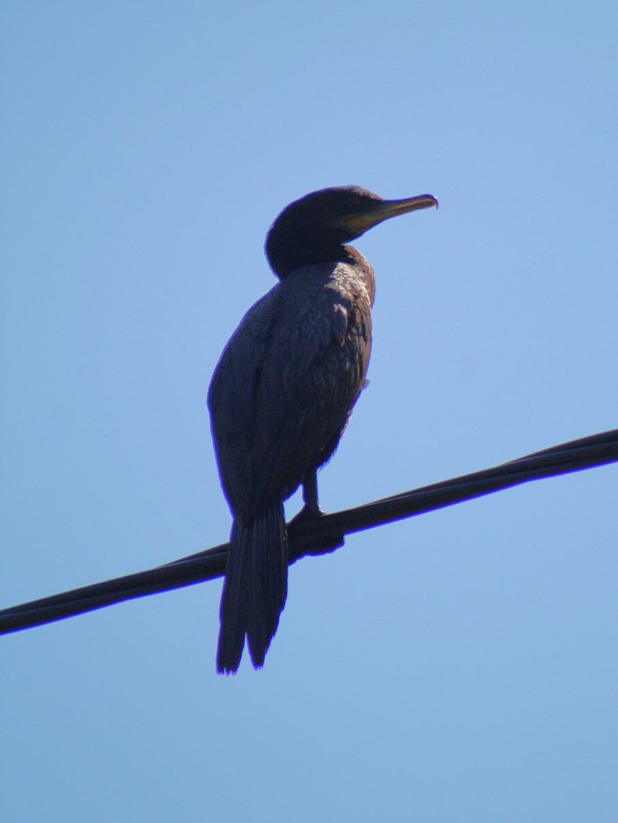Neotropic Cormorant - ML645670802