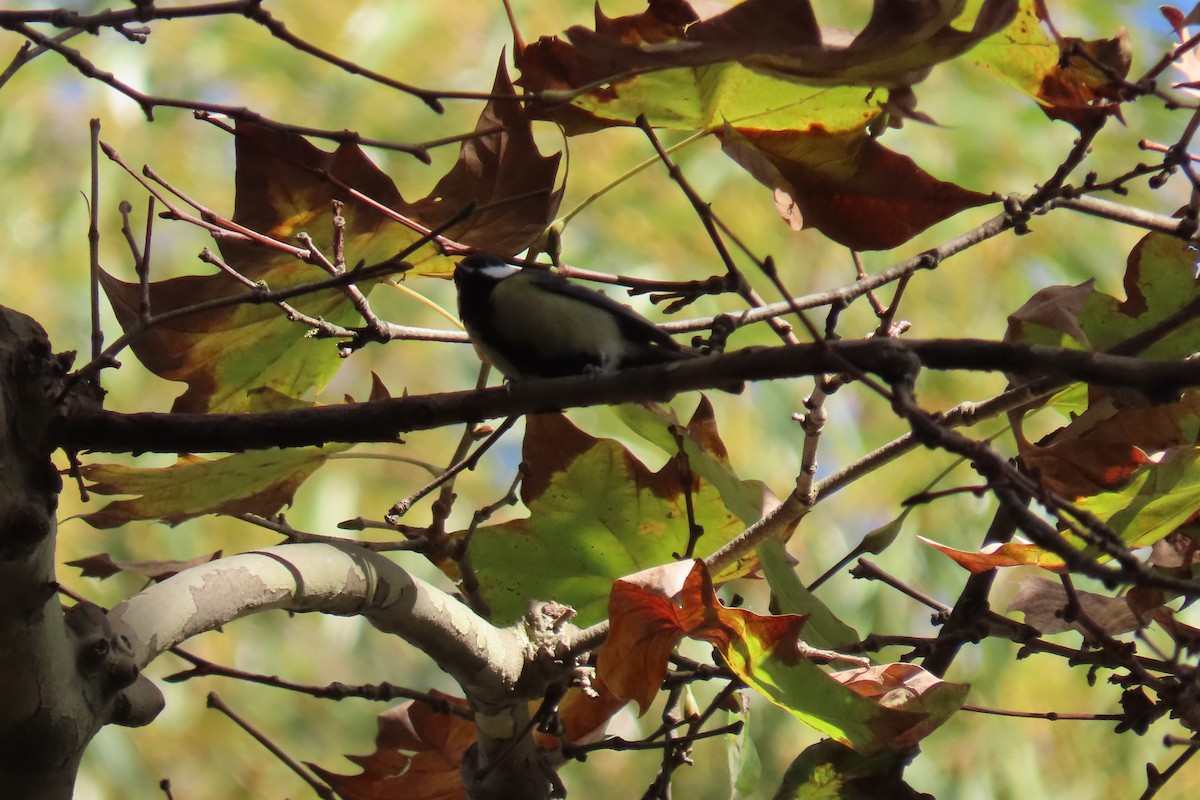 Great Tit - ML645670803