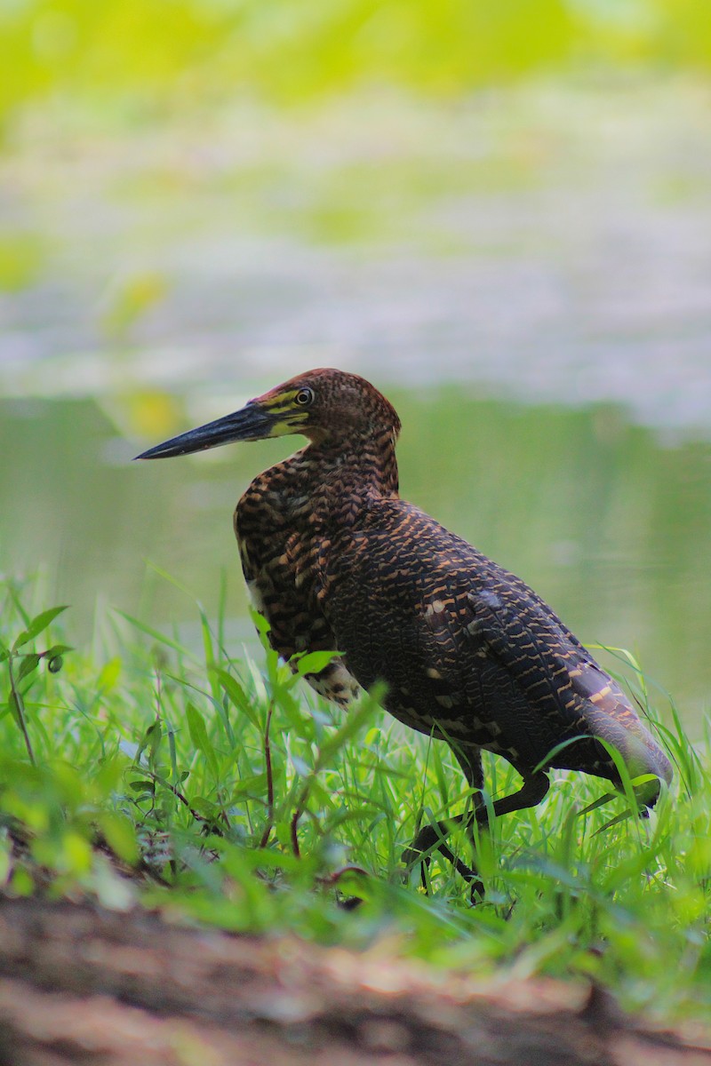 Rufescent Tiger-Heron - ML645670804