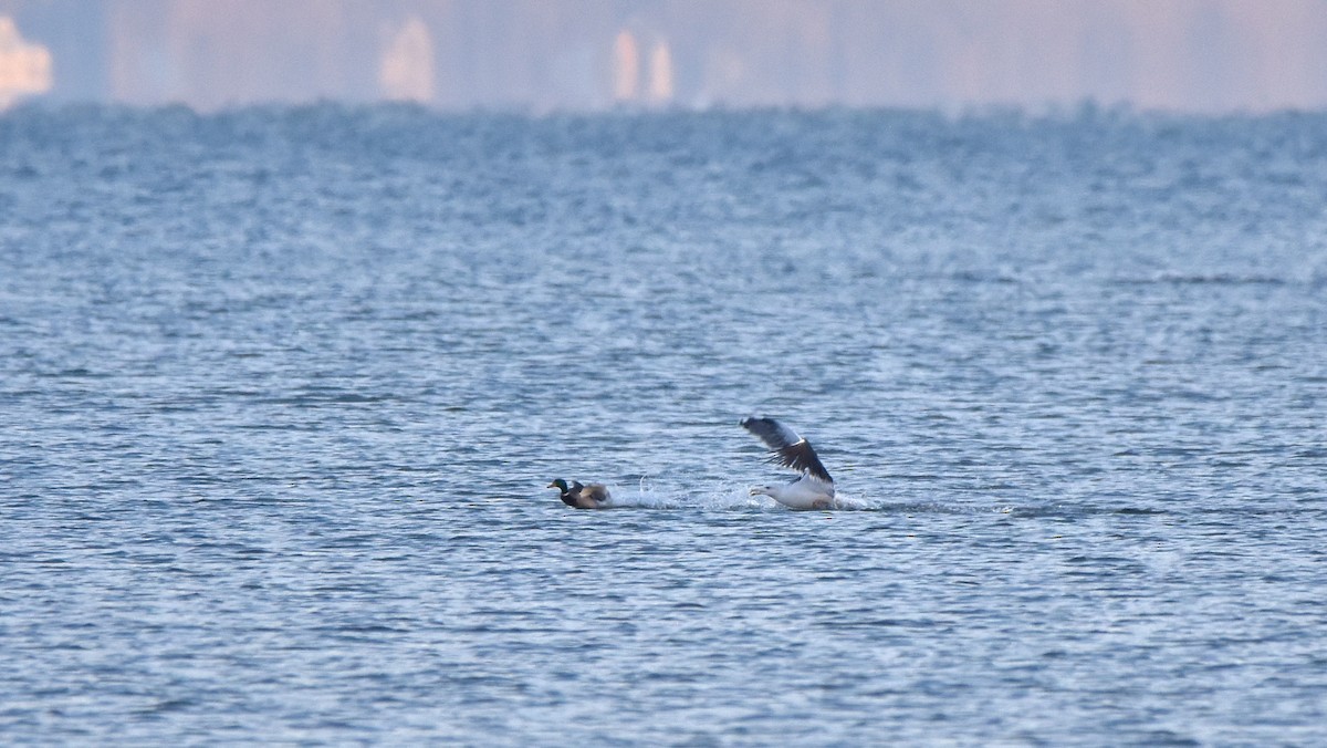 Great Black-backed Gull - ML645670805
