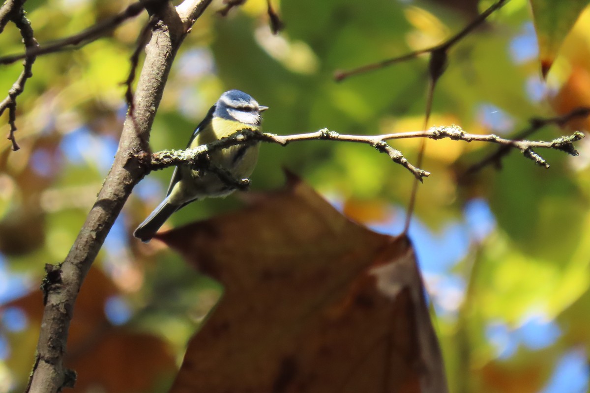 Eurasian Blue Tit - ML645670806