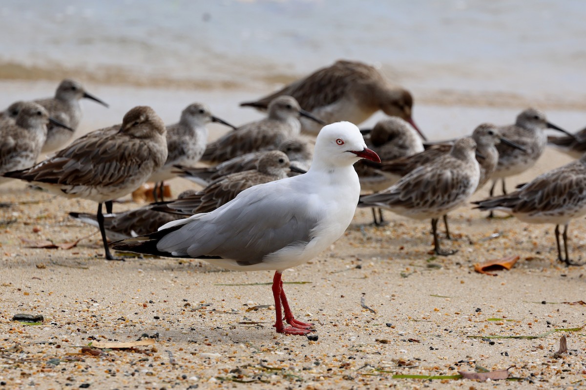 Silver Gull - ML645670807
