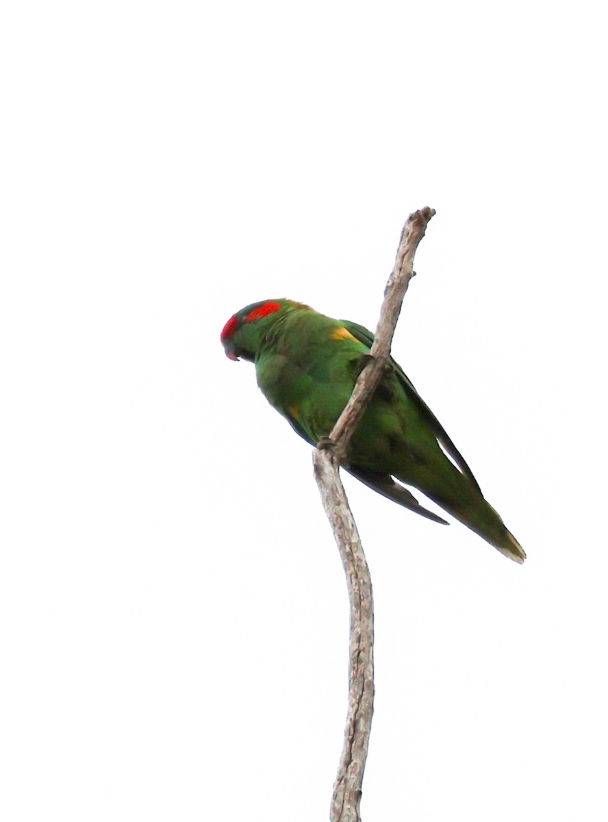 Musk Lorikeet - ML645670808