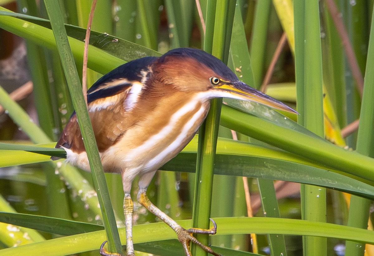 Least Bittern - ML645670812