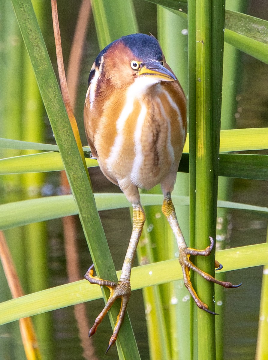 Least Bittern - ML645670813