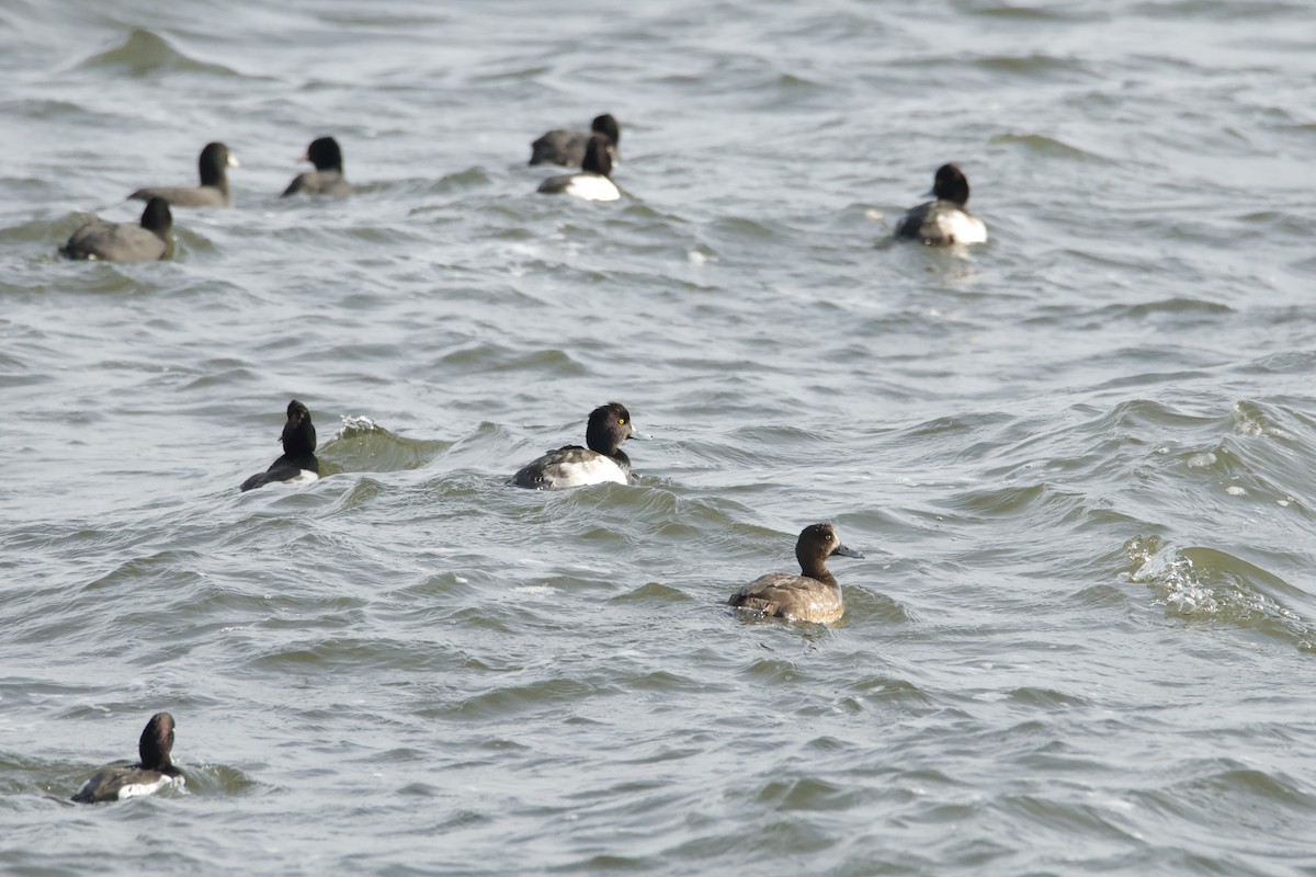 Tufted Duck - ML645670815