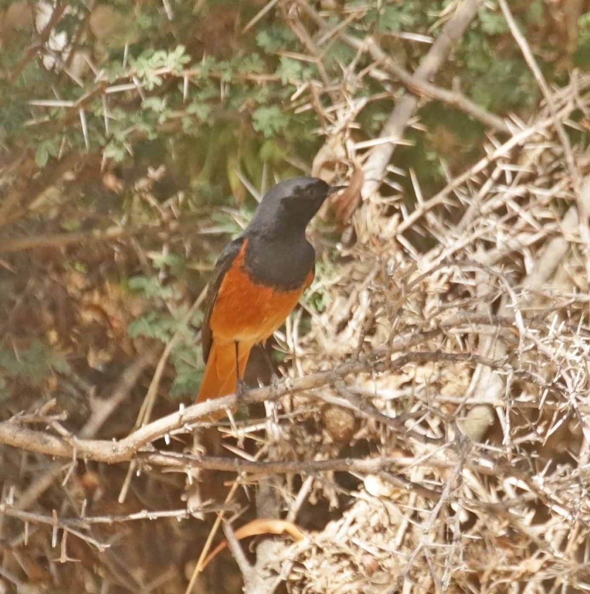 Black Redstart (Eastern) - ML645670817