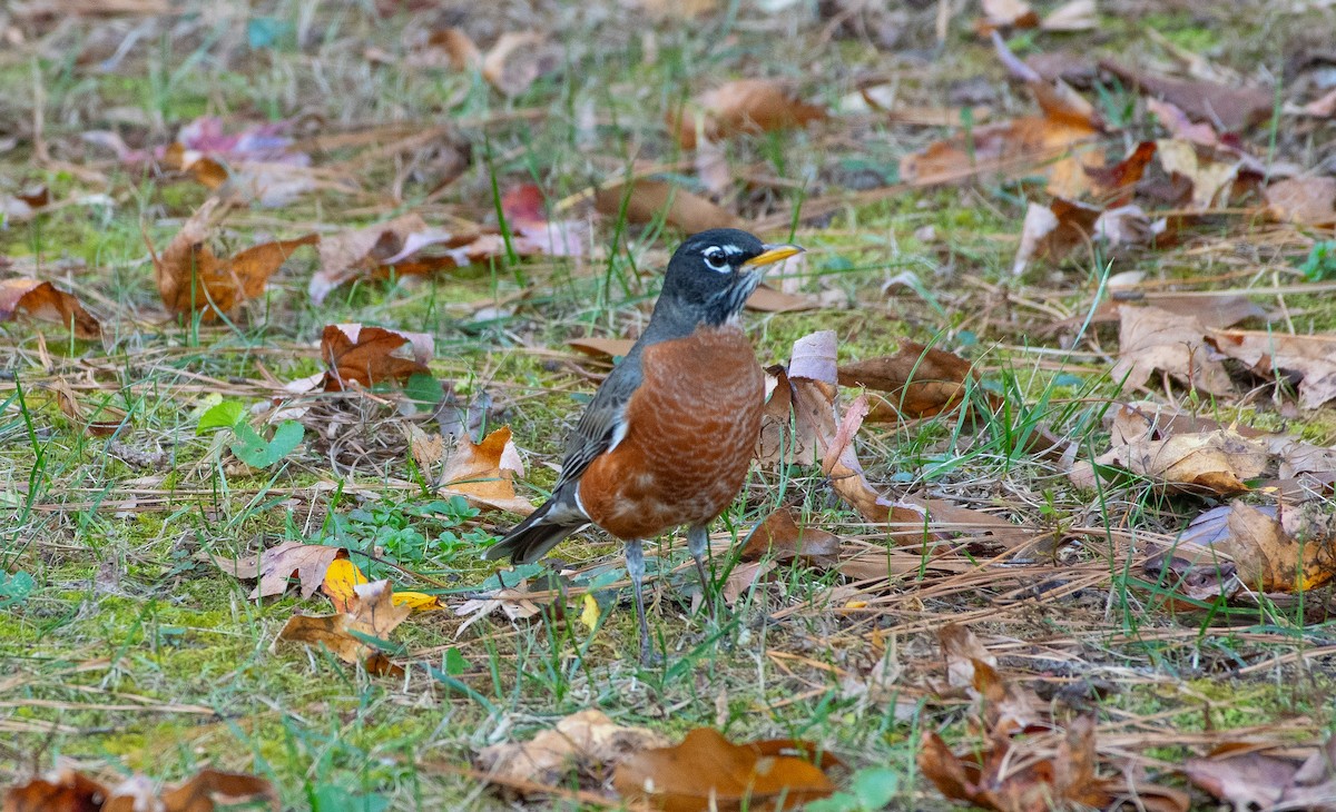 American Robin - ML645670818