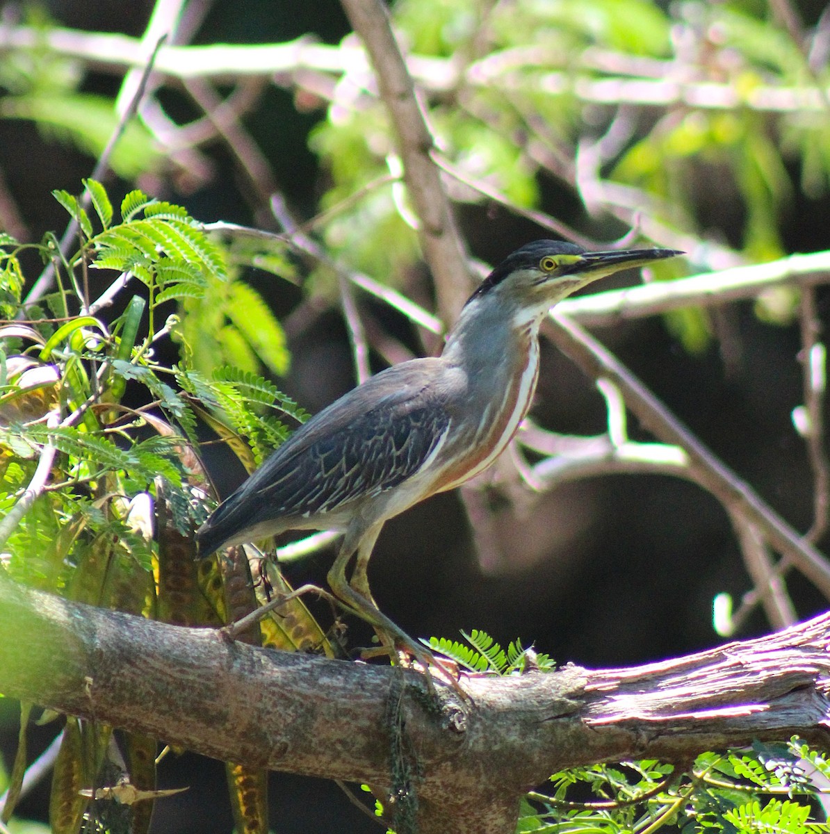 Striated Heron - ML645670819