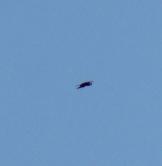 Peregrine Falcon - ML645670825