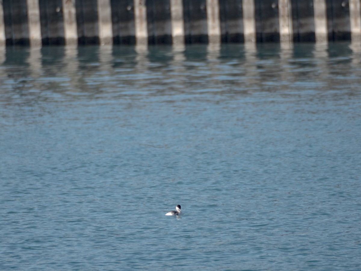 Horned Grebe - ML645670828