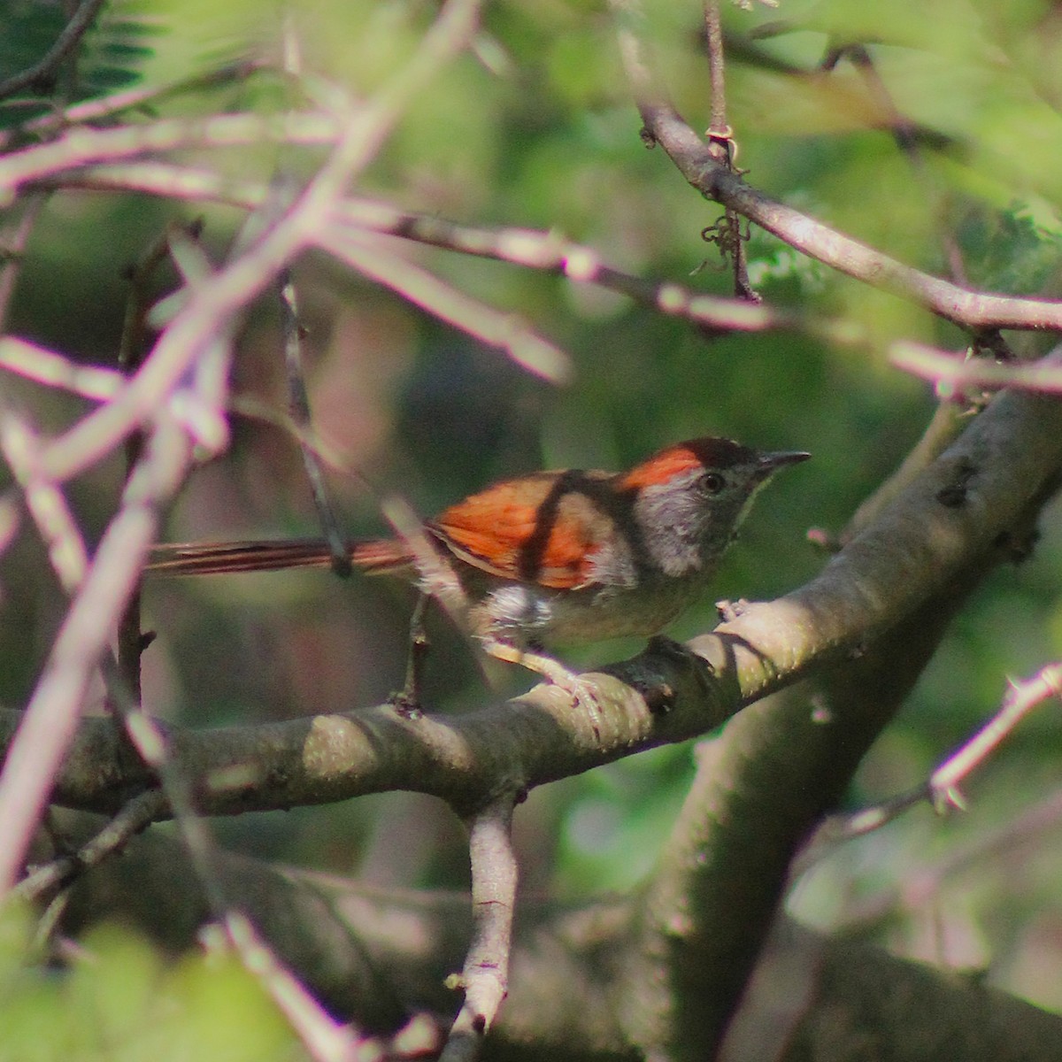 Sooty-fronted Spinetail - ML645670836