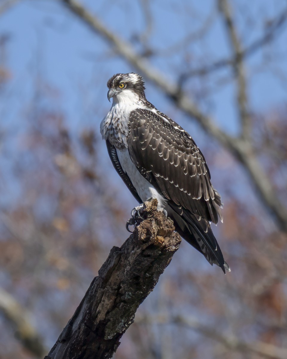 Osprey - ML645670840