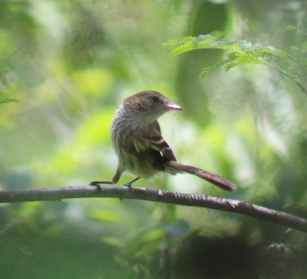 Bran-colored Flycatcher - ML645670849