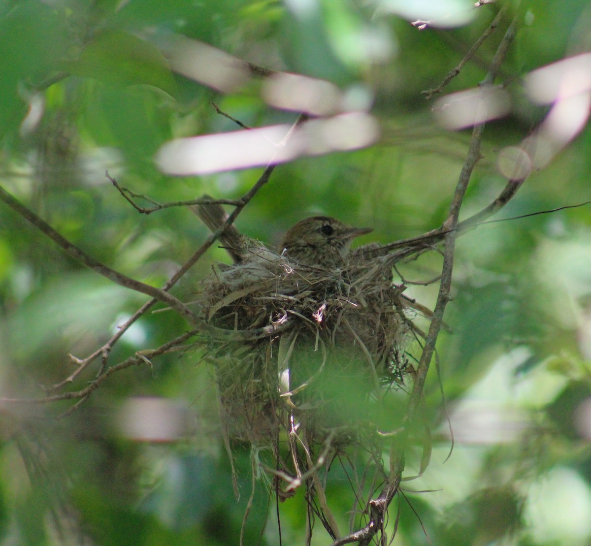 Bran-colored Flycatcher - ML645670850