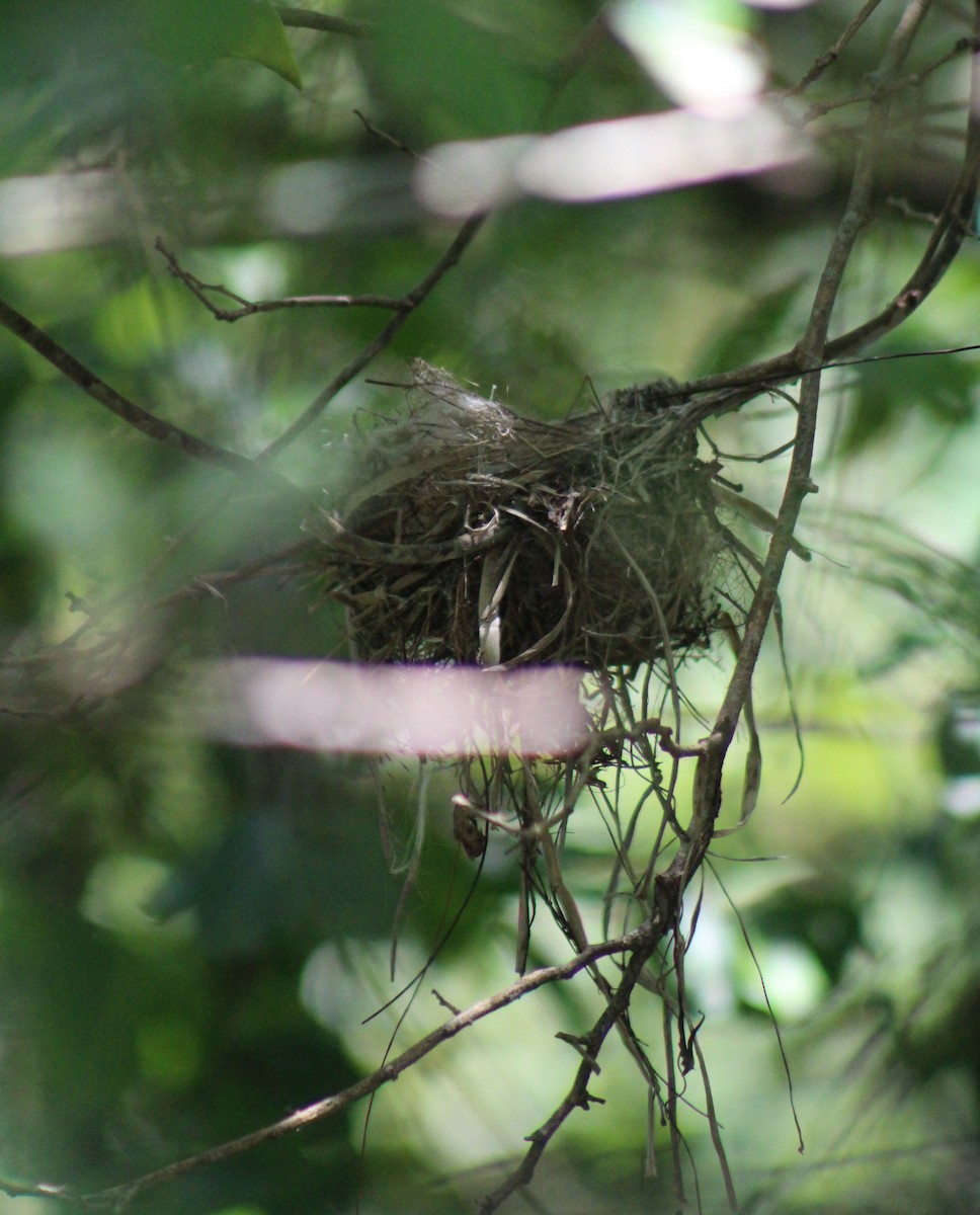 Bran-colored Flycatcher - ML645670851