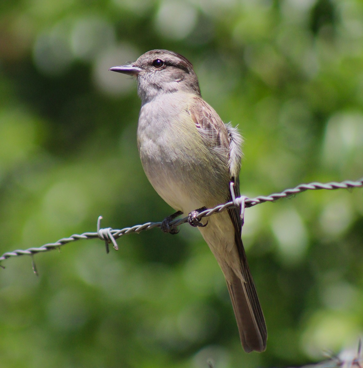 Crowned Slaty Flycatcher - ML645670865