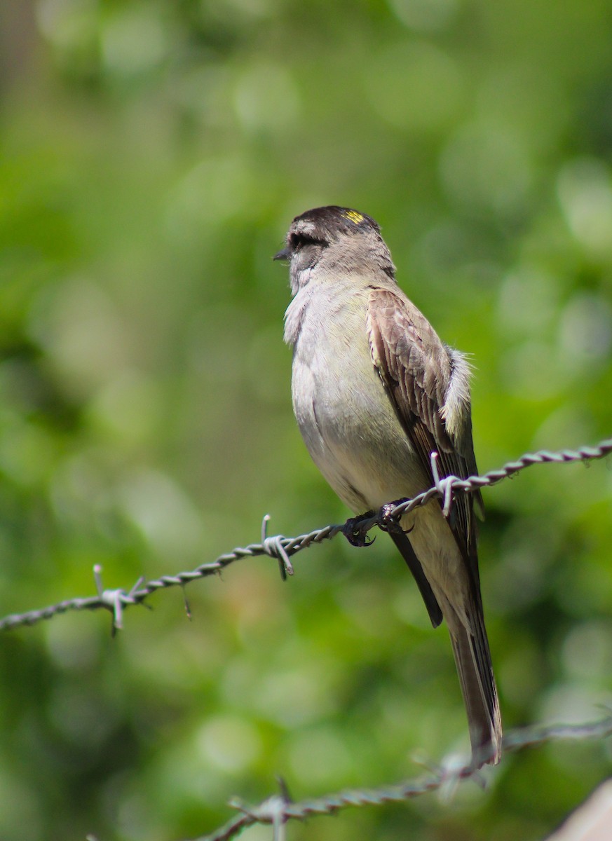 Crowned Slaty Flycatcher - ML645670866