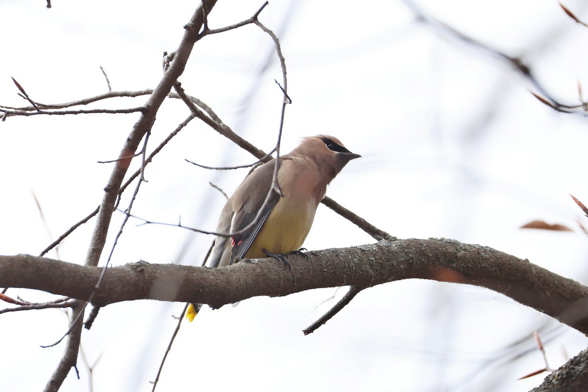 Jaseur d'Amérique - ML645670869