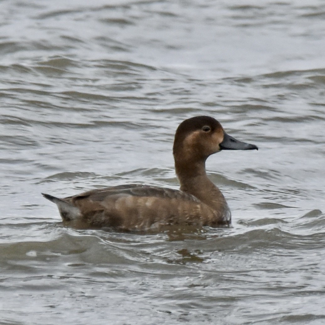 Redhead - ML645670873